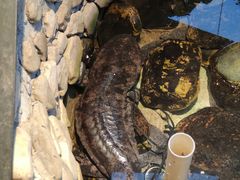 -印象鲵宴·张家界地标美食名片(溪布街店)