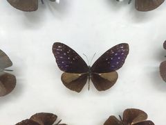 景点-成都大熊猫繁育研究基地