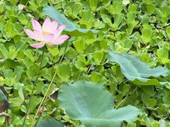 -荔湾湖公园
