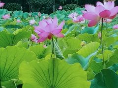 -莲湖公园
