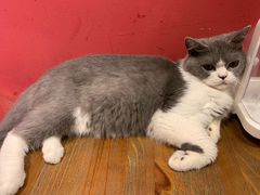 -猫色咖啡·猫咖