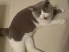-lincat·猫舍(广州店)