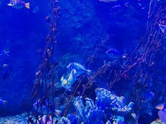 -太平洋海底世界