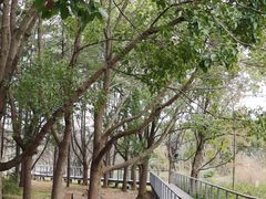 -昆山城市生态森林公园