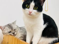 -有喵·猫咖·狗咖·30几只猫10只小狗(岗厦店)