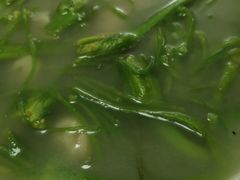 -段氏永平黄焖鸡