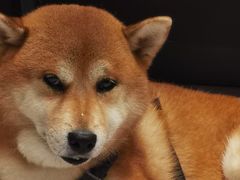 -有肉食·虎九闽菜(798艺术区店)