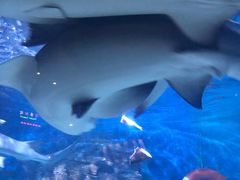 -烟台海昌鲸鲨海洋公园