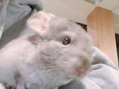 -藦茜花园宠物主题亲子互动体验馆(国顺东路店)