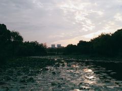 -新江湾城公园