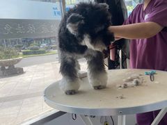 -宠颐生宠物医院·犬猫全科·皮肤科(商业街店)