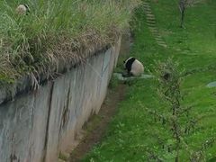 -中国大熊猫保护研究中心雅安碧峰峡基地