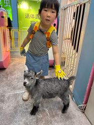 -神奇动物撸宠馆·羊驼·小浣熊·异宠(豫园店)
