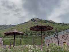 -青岛森林野生动物世界