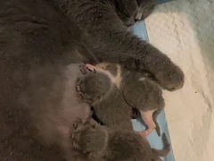 -米苏动物医院·犬猫专科·骨科外科内窥镜