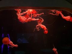 -三亚亚特兰蒂斯度假区