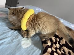 -伟伟宠物医院·CT影像中心·瑞派犬猫综合性门诊(汉口总院)