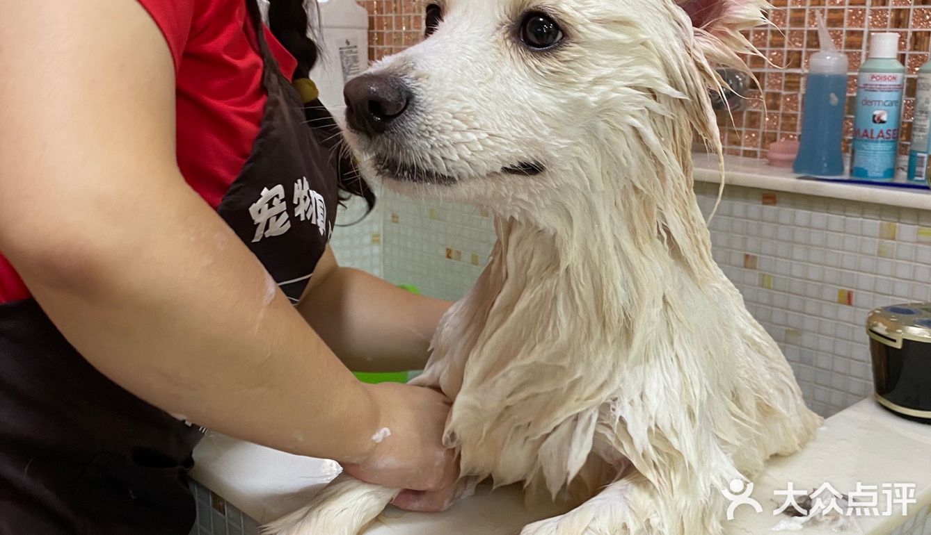 中山首家独栋宠物俱乐部来啦[加油]