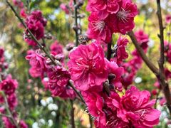 -桃花涧