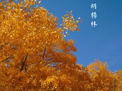 -金塔沙漠胡杨林景区