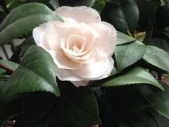 iphone_upload_pic-常熟方塔园