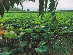 -野鸭湖国家湿地公园