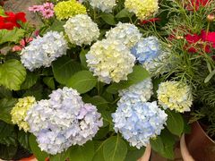 -秦美花卉(天朗·莱茵小城2期店)