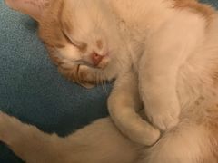 -猫尾侦探俱乐部·剧本杀·狼人杀