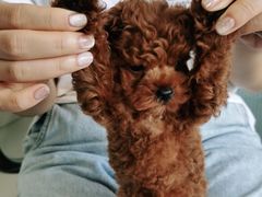 -安安宠医·安宠宠物医院