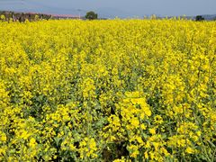 -桑洲油菜花景区