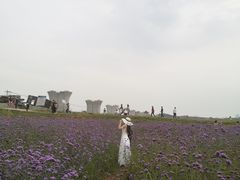 -光明小镇欢乐田园