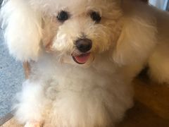 -more than meow吴止猫主题餐厅(承德 中船汇店)