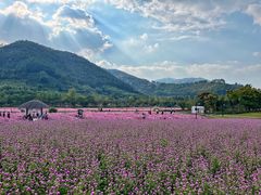 -径山花海