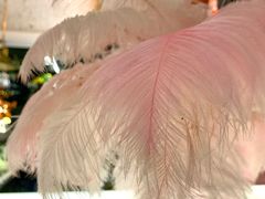 -Golden Lily河内巴黎法越料理餐厅(建国西路店)