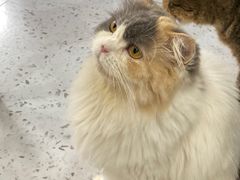 -喵园·猫主题咖啡厅·撸猫·猫咖(国贸店)