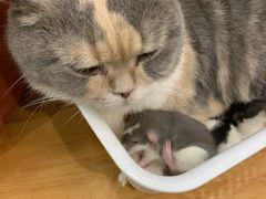 -藦茜花园宠物主题亲子互动体验馆(国顺东路店)