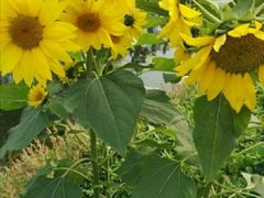 -前小桔亲子创意农场·草莓采摘·露营烧烤