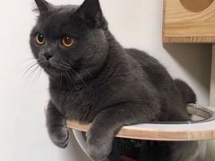 -东方名猫馆·英短金渐层布偶猫舍(环线广场1号楼店)