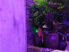 -老表记广西宵夜螺蛳鸭脚煲(西大店)