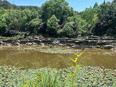 -铁山坪森林公园