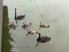 -大湾区中央湿地公园