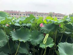 -华西村