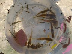 -白河湾生态旅游一条川