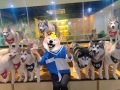 -Husky Go! 哈士奇体验馆·宠物咖啡厅狗咖