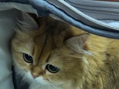 -派特宠物医院(圆融广场店)