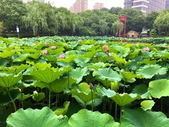 -陈家山荷花公园