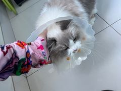 -纳吉亚猫专科动物医院博雅分院