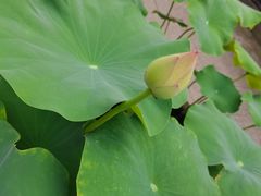 -燊海井