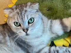 -猫咪派对(江南西店)