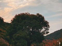 -广州市石门国家森林公园